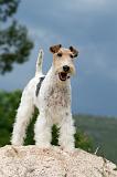 FOX TERRIER 604